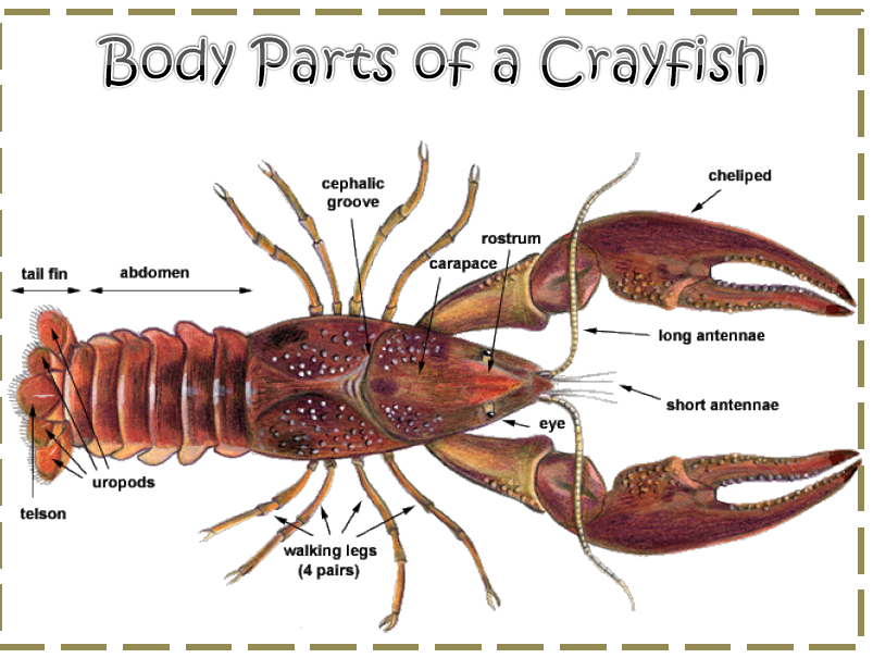 Crayfish Anatomy