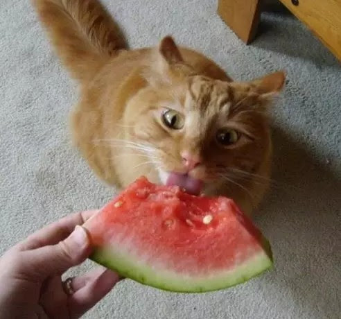 Can my cat eat fruits? | LoveCATS World
