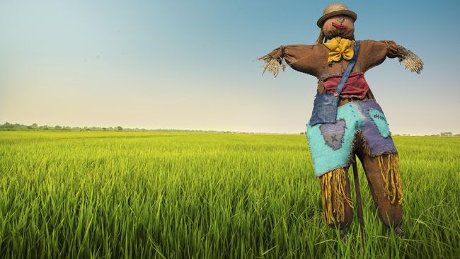 gossipa Di Jepang Orang Orangan Sawah Lebih Banyak dari gossipa Di Jepang Orang Orangan Sawah Lebih Banyak dari