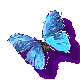 Butterflyshadow