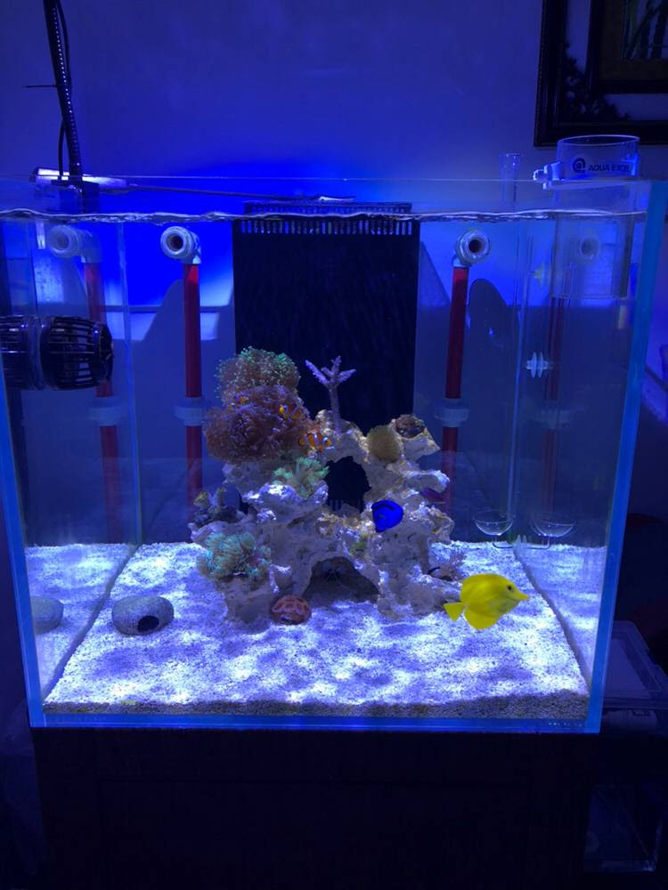 请问珊瑚的摆放位置和水流大小设置 海水驿站
