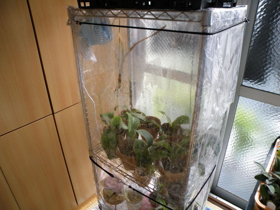 蘭たちの冬越し環境 ランと観葉植物