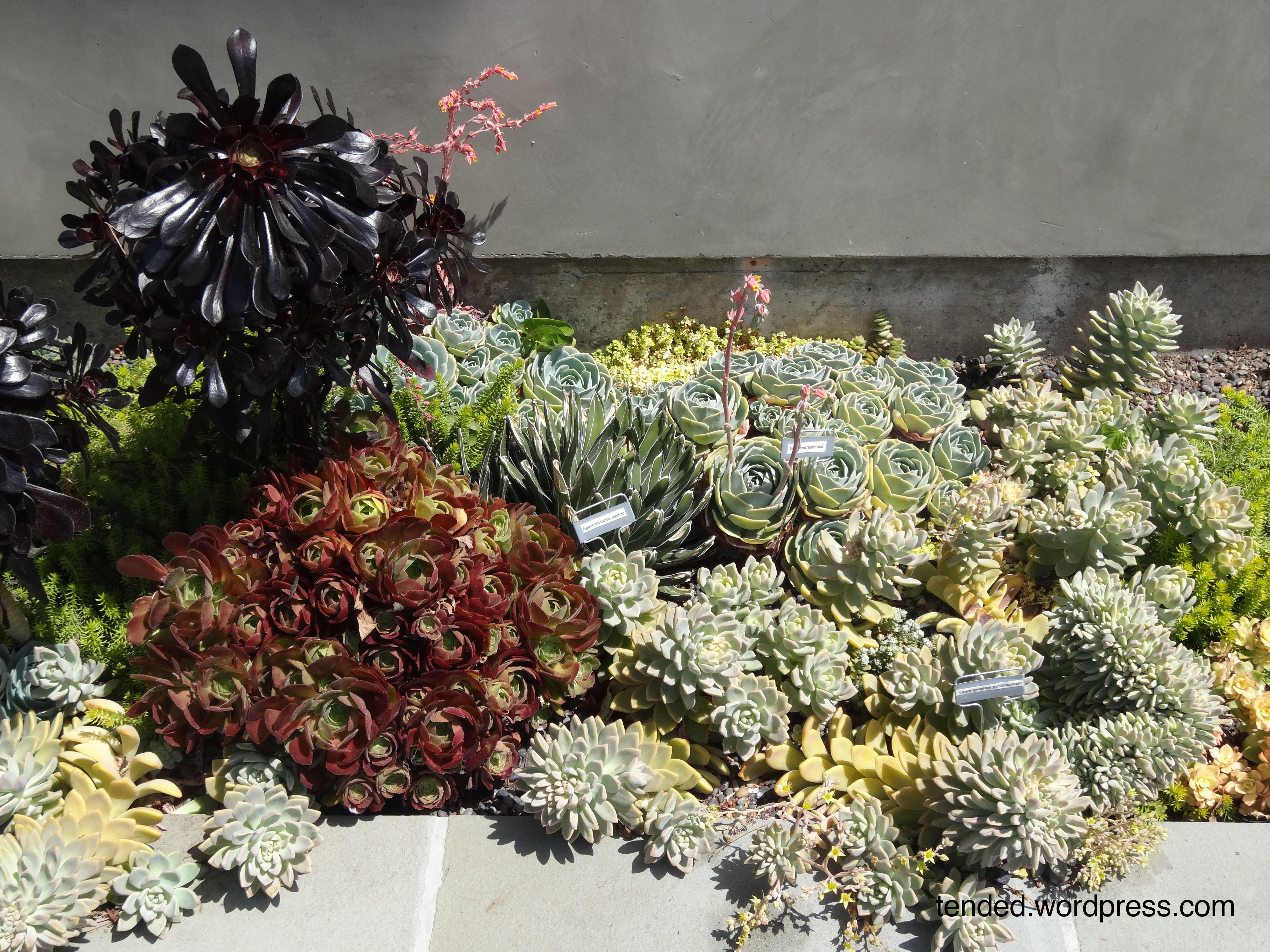 Backyard Patio Ideas Plants