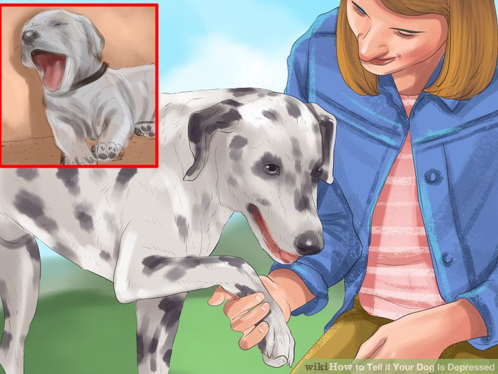 Tell if Your Dog Is Depressed Step 13 Version 2.jpg