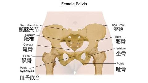 孕婦知多少 恥骨聯合鬆脫症 女人我最大 就是要健康美麗 痞客邦