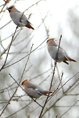 Waxwings - Bombycilla garrulus