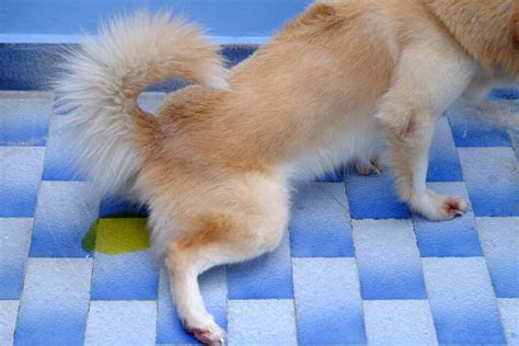  dog urine color chart what does my dogs pee color mean pupvine