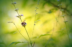 Butterfly bush...