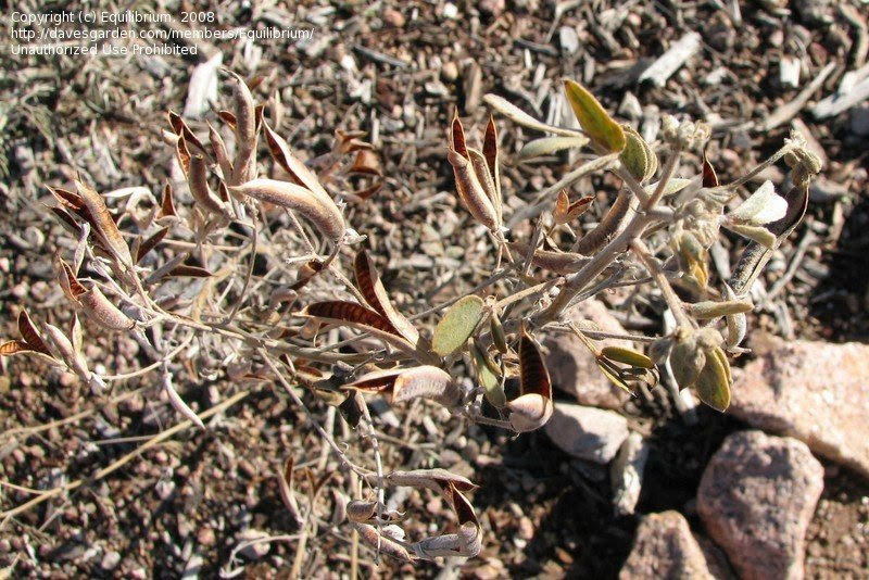  leucanthum (Blackfoot Daisy) taken in January in Phoenix AZ