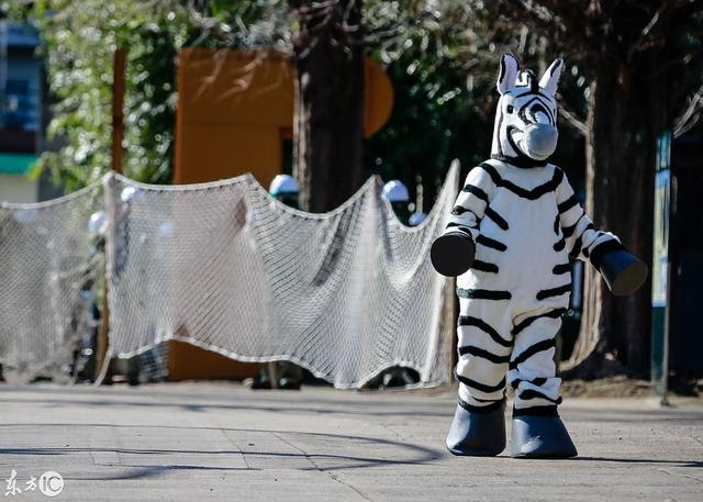 蠢萌 斑馬大逃亡 日本東京上野動物園應急演練 萌翻眾人 每日頭條