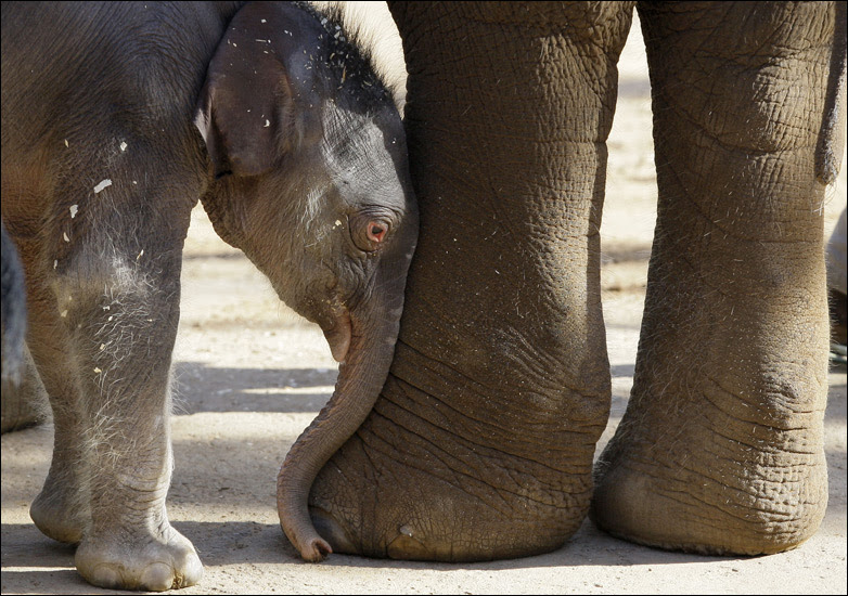 A newborn elephant pushes against its mother in a zoo in Sydney, Australia