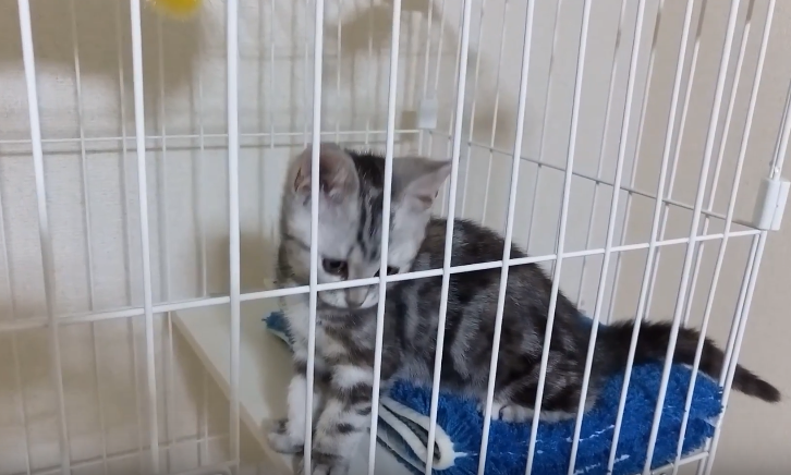 子猫をケージに入れると鳴くときのするべきことと対処法 子猫love