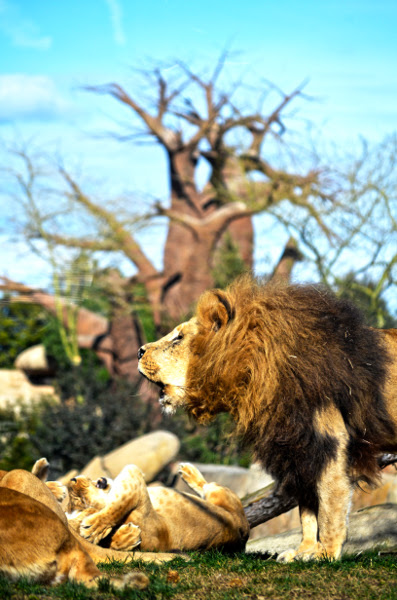 Fotos de BIOPARC, leones rugiendo