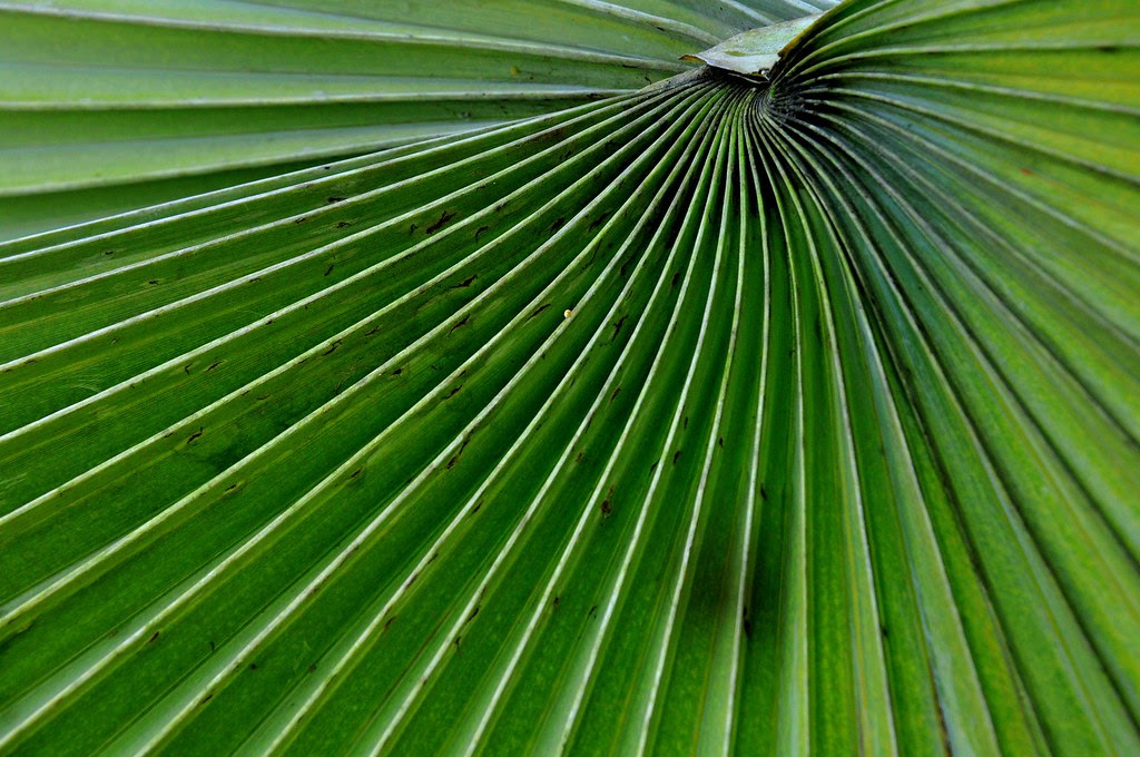 Leaf abstract 叶抽象 ...