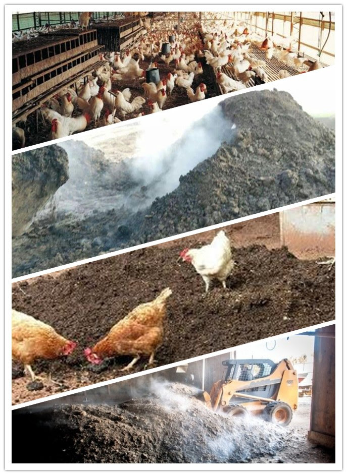 How To Process Chicken Manure For Fertilizer Chicken Manure