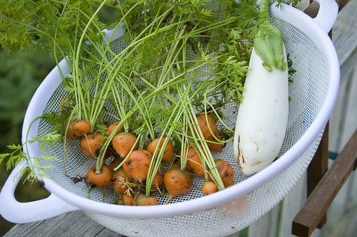 thumbelina carrots and eggplant