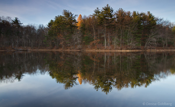 reflections, one tree wearing yellow