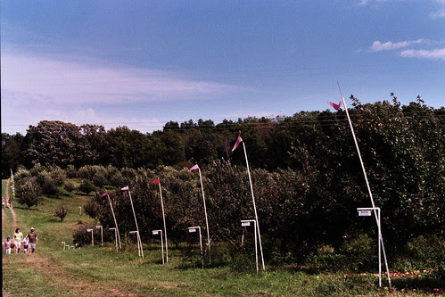 apple orchard.