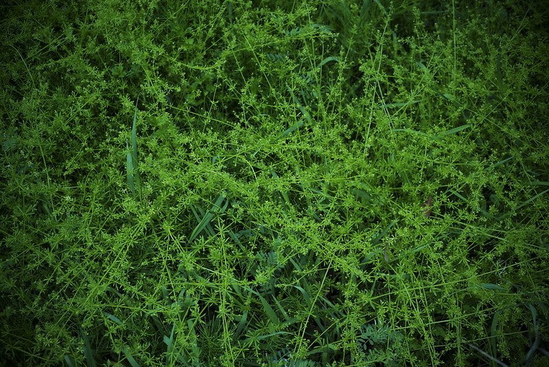 _DSC0382