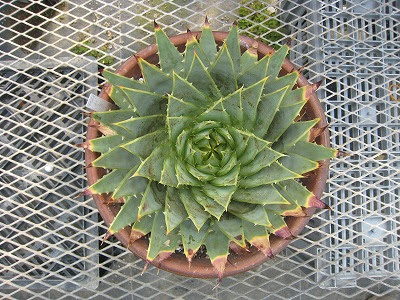レア多肉入荷 花伝 多肉植物 バラ 宿根草 Etc