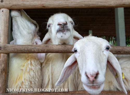 three sheeps behind bars