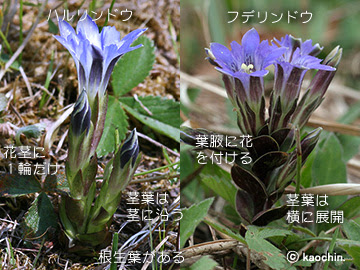 リンドウ科 特徴と用語 野山の花たち 東北と関東甲信越の花