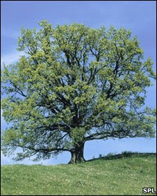 Oak tree on a hill 