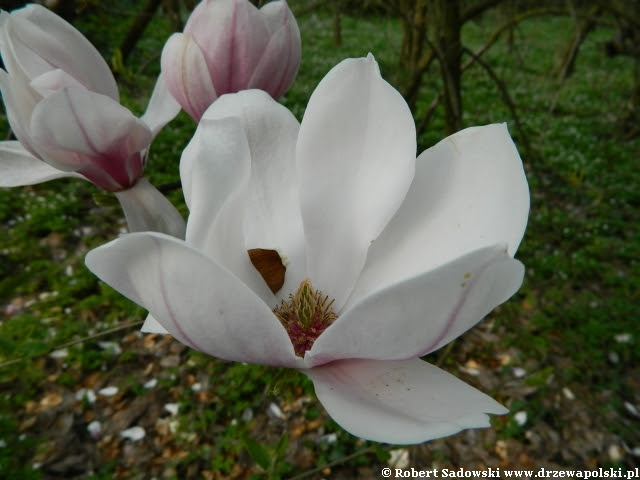 magnolia pośrednia