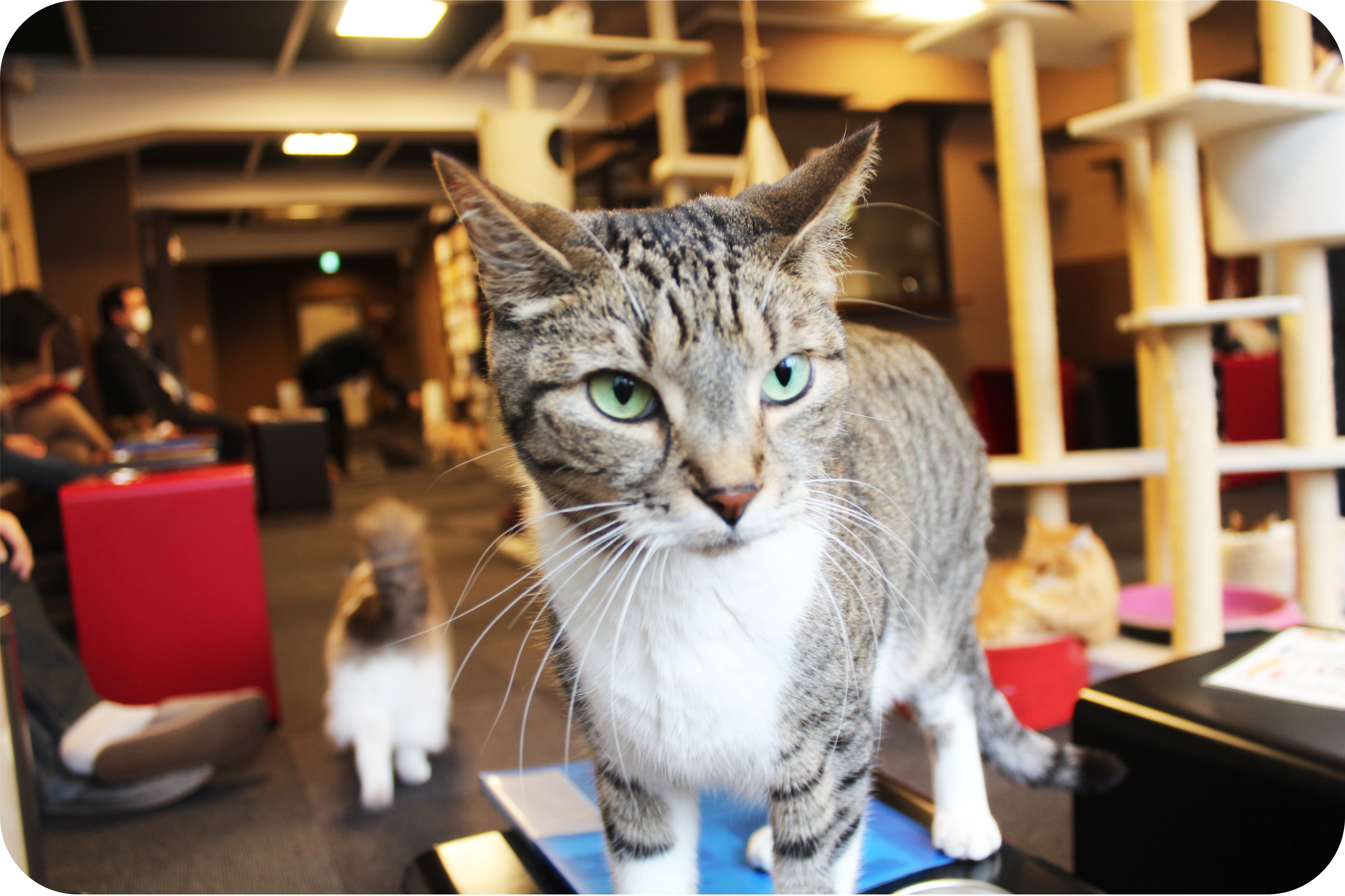 301 Moved Permanently