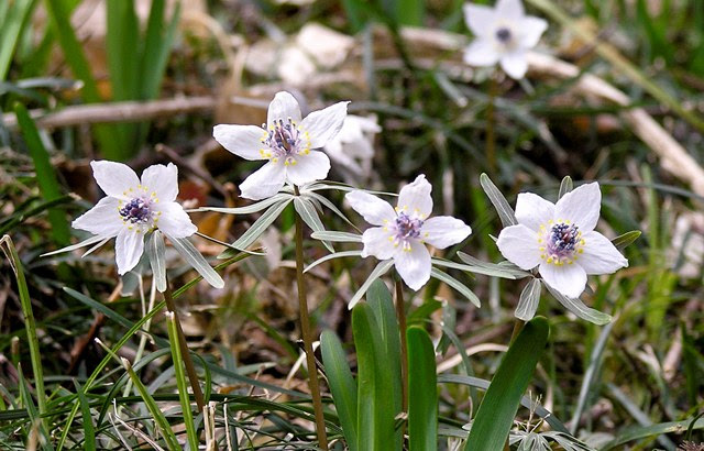 山と花の物語 カレンダー 2月は節分草 山と花の物語