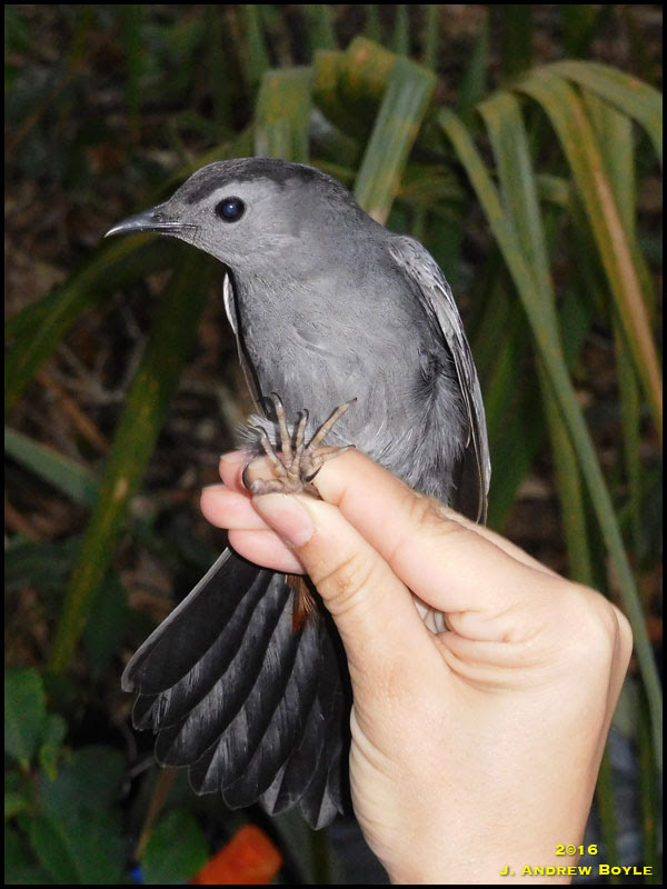 Gray Catbird