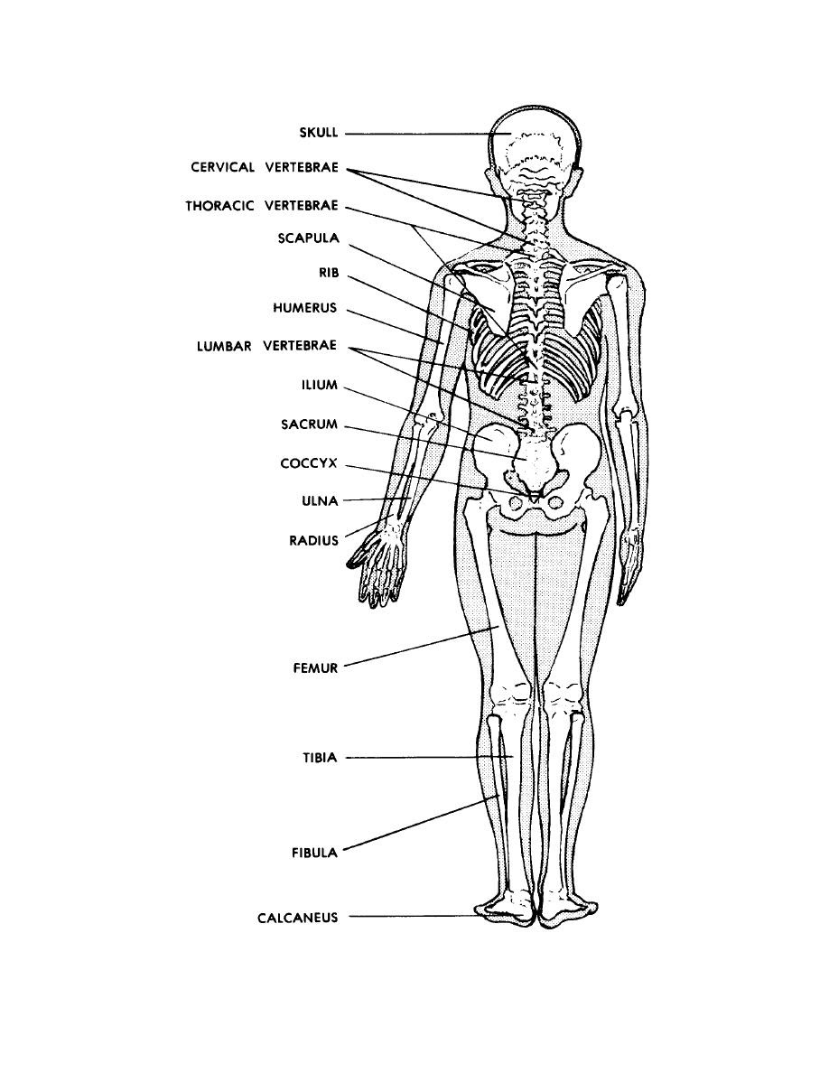 Human Skeleton Anterior
