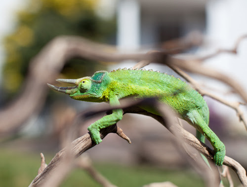 Green Dragon 1