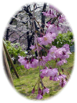 原谷苑から仁和寺へ １