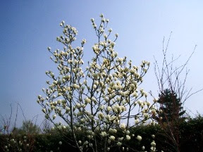 ハクモクレンの育て方 自然と暮らす