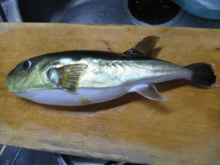 サバフグの唐揚げ 九州の郷土料理と簡単まかないレシピ