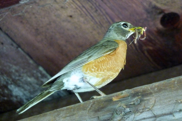 Bird with a worm