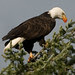 bald eagle