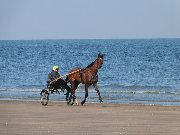 chevaux 5