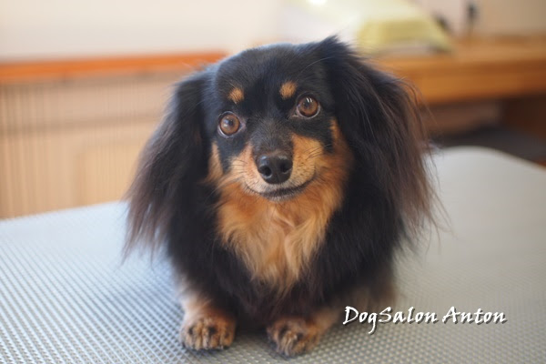 ご新規さんは小さなチワプー カットをすると可愛いお顔が出てきました 富山県滑川市のトリミングのお店 Dogsalon Anton