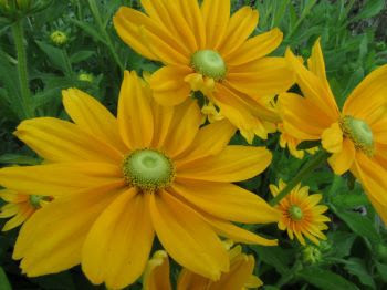 篠ノ井ランニングクラブ ｓｒｃ ルドベキア プレーリーサンでは 昭和の森公園で Walkから インターバル速歩3