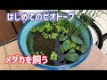 √100以上 睡蓮鉢 めだか 196150-睡蓮鉢 メダカ 掃除