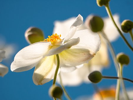アネモネの色別の花言葉の意味や由来 英語について 植物navi