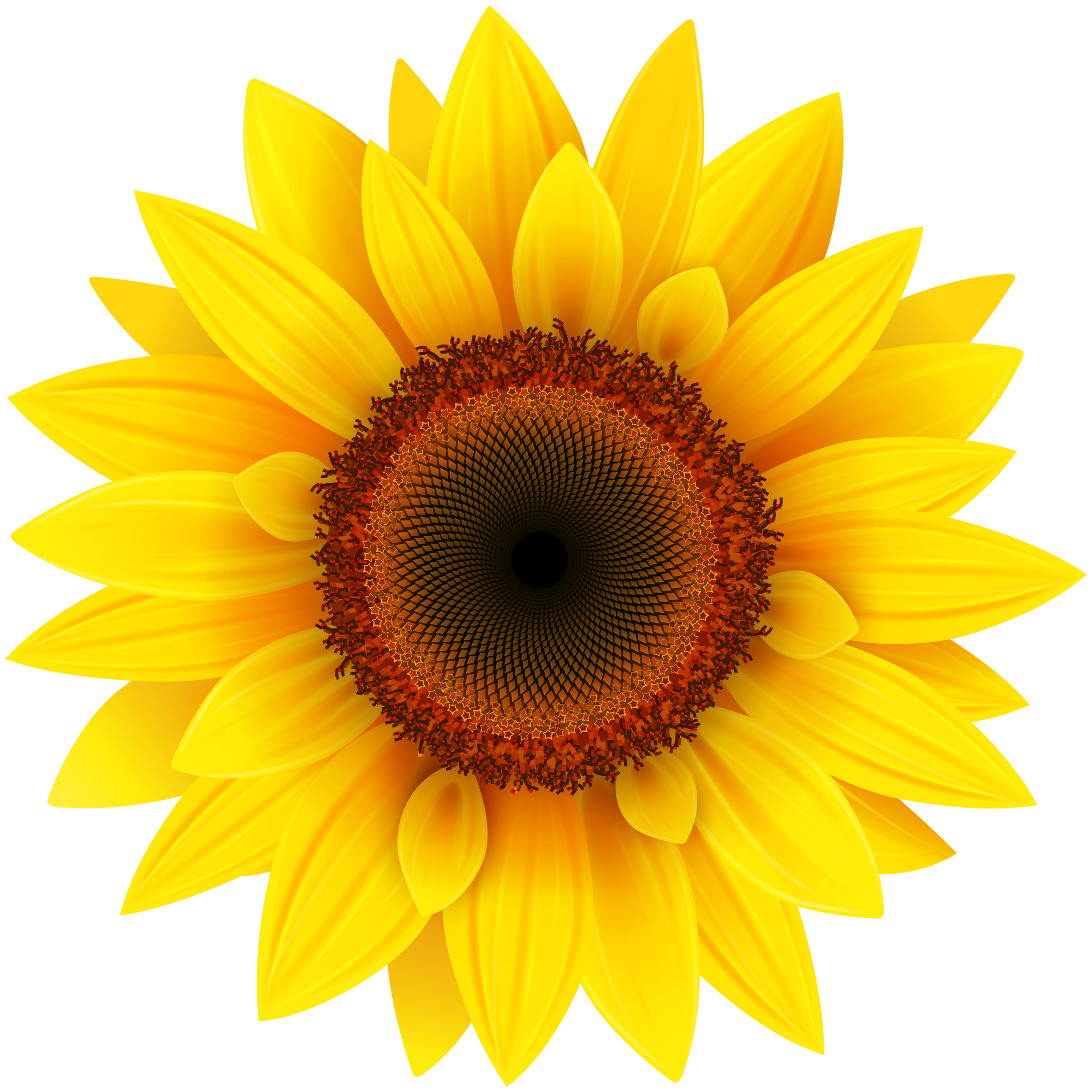 Download Sunflower PNG Image - PurePNG | Free transparent CC0 PNG ...