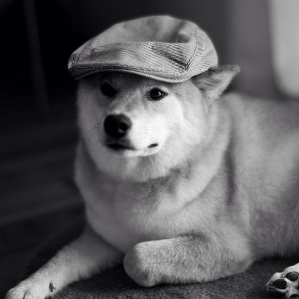 世界一有名な柴犬 まるちゃんの可愛すぎる高画質な画像 壁紙まとめ 写真まとめサイト Pictas