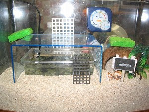 オカヤドカリ飼育 お知らせ ｍｉｘｉ ミクシイ コミュニティ オカヤドカリ初心者集まれ 只今公開中 ｍｉｘｉやっている方 遊びに来てね 今 巷で 癒し系ペット として人気のオカヤドカリを飼育しています オカヤドカリは