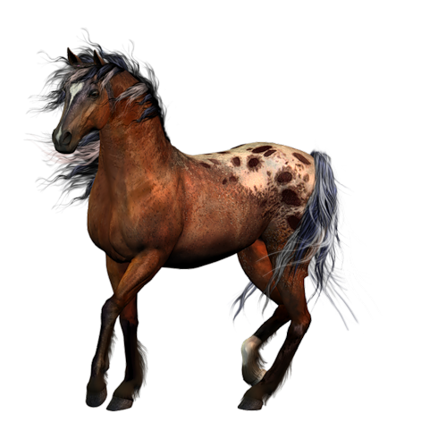 cheval
