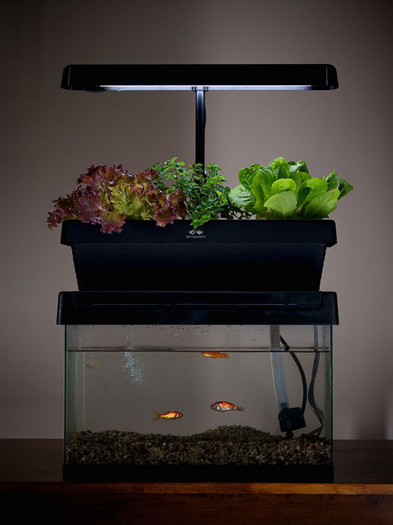 aquaponics: how you can grow 10 times the food in half the