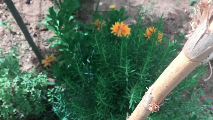  May in My Organic Garden