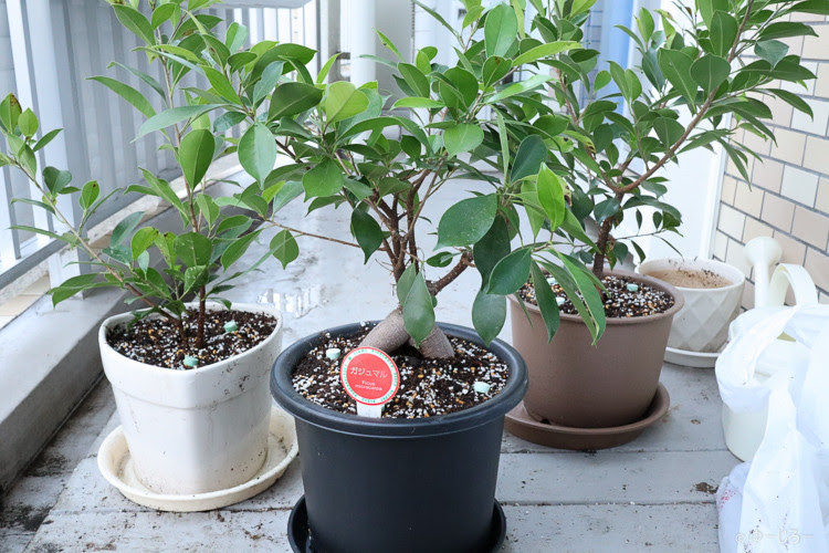 観葉植物 脱初心者 が今年もガジュマルの植え替えと剪定 水差しをしてみた 18年版 旅とカメラと